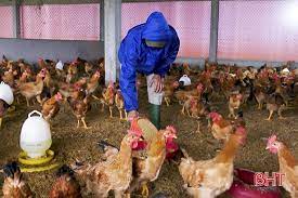 VIDEO: Trang trại gà đạt tiêu chuẩn VietGap, mỗi năm thu tiền tỷ